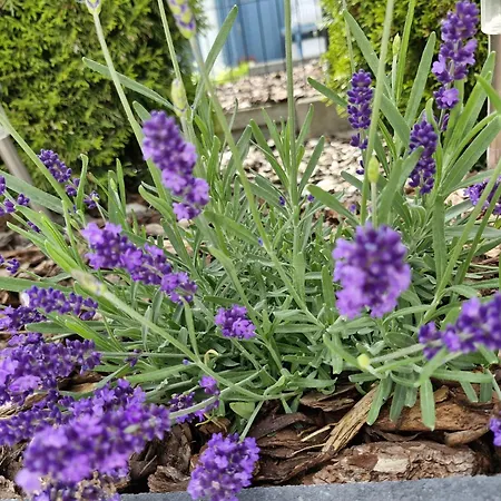 Letniskowy * Łukęcin