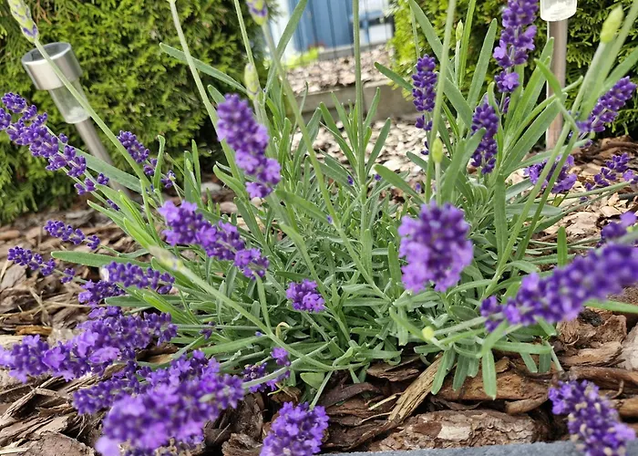 Letniskowy * Łukęcin